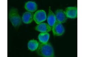 IF analysis of EIF5A using anti-EIF5A antibody (ABIN7602568). (EIF5A antibody  (AA 86-154))