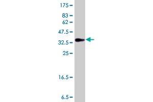 Image no. 3 for anti-Headcase Homolog (HECA) (AA 434-543) antibody (ABIN565651) (HECA antibody  (AA 434-543))