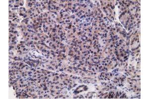 Immunohistochemical staining of paraffin-embedded Human pancreas tissue using anti-RBBP9 mouse monoclonal antibody. (RBBP9 antibody)