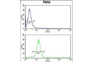 CENPH Antibody (Center) (ABIN653160 and ABIN2842728) flow cytometry analysis of Hela cells (bottom histogram) compared to a negative control cell (top histogram). (CENPH antibody  (AA 136-162))