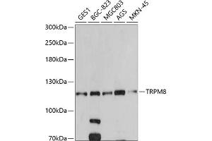 Western blot analysis of extracts of various cell lines, using TRPM8 antibody (ABIN6128839, ABIN6149591, ABIN6149593 and ABIN6220964) at 1:500 dilution. (TRPM8 antibody  (AA 980-1104))