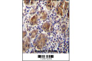 MLPH Antibdy immunohistochemistry analysis in formalin fixed and paraffin embedded human stomach tissue followed by peroxidase conjugation of the secondary antibody and DAB staining. (Melanophilin antibody  (C-Term))