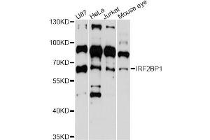 Western blot analysis of extracts of various cell lines, using IRF2BP1 antibody (ABIN6293112) at 1:3000 dilution.