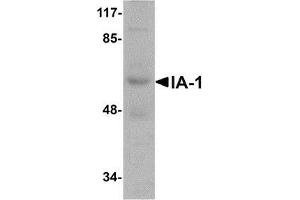 Western blot analysis of IA-1 in rat thymus tissue lysate with AP30396PU-N IA-1 antibody at 1 μg/ml. (INSM1 antibody  (N-Term))
