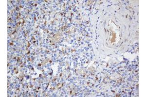 Image no. 2 for anti-Selenium Binding Protein 1 (SELENBP1) antibody (ABIN1500864) (SELENBP1 antibody)