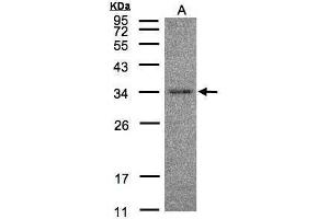 WB Image Sample(30 μg of whole cell lysate) A:Hep G2, 12% SDS PAGE antibody diluted at 1:500 (HAAO antibody)