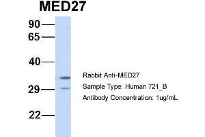 Host: Rabbit Target Name: MED27 Sample Type: 721_B Antibody Dilution: 1. (MED27 antibody  (Middle Region))