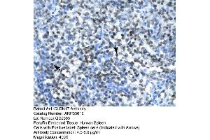 Human Spleen (Claudin 17 antibody  (Middle Region))