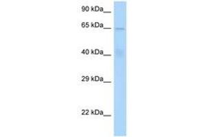 Image no. 1 for anti-Signal Transducing Adaptor Molecule (SH3 Domain and ITAM Motif) 1 (STAM) (AA 151-200) antibody (ABIN6748011)