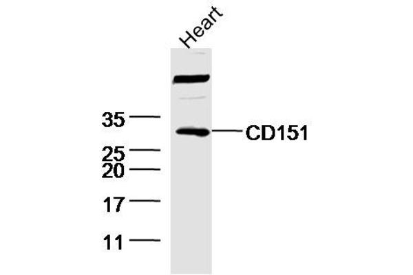 CD151 抗体  (AA 101-200)