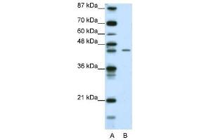 ZNF17 antibody used at 0.