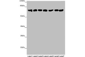 Western blot All lanes: EFHC1 antibody at 9. (EFHC1 antibody  (AA 391-640))