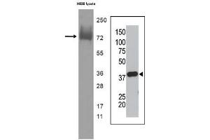 Image no. 1 for anti-Small Ubiquitin Related Modifier Protein 1 (SUMO1) antibody (ABIN356808) (SUMO1 antibody)