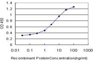 Detection limit for recombinant GST tagged NFE2L2 is approximately 0. (NRF2 antibody  (AA 71-170))