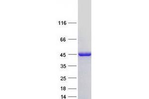 Validation with Western Blot (NDRG2 Protein (Transcript Variant 6) (Myc-DYKDDDDK Tag))