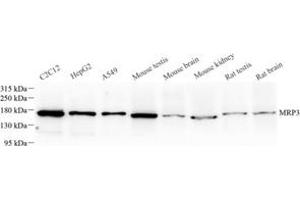Western blot analysis of MRP3 (ABIN7073148) at dilution of 1: 500 (ABCC3 antibody)