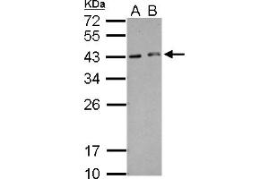 Western Blotting (WB) image for anti-Hexamthylene Bis-Acetamide Inducible 2 (HEXIM2) (AA 1-264) antibody (ABIN1498643)