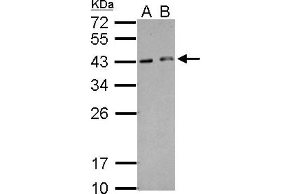 HEXIM2 antibody  (AA 1-264)