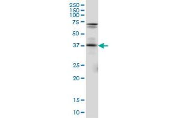 PAX5 Antikörper  (AA 192-301)