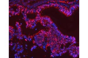 IF analysis of SBP/SELENBP1 using anti-SBP/SELENBP1 antibody (ABIN7600755). (SELENBP1 antibody  (AA 23-462))
