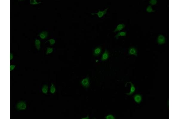 GPRIN2 antibody  (AA 1-221)