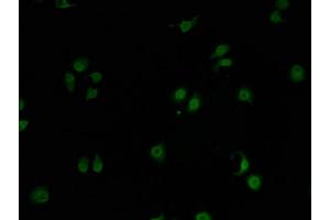 Immunofluorescence staining of A549 cells with ABIN7153303-IF at 1:100, counter-stained with DAPI. (GPRIN2 antibody  (AA 1-221))