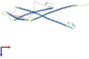 AlphaFold protein structure predicition of Mouse Recombinant Rabep2 Protein, UniprotID Q91WG2 (RABEP2 Protein (AA 1-554) (His tag))
