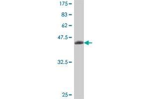 Western Blotting (WB) image for anti-Cholinergic Receptor, Nicotinic, alpha 2 (Neuronal) (CHRNA2) (AA 27-136) antibody (ABIN560366)