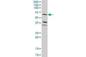 ICAM1 MaxPab rabbit polyclonal antibody. (ICAM1 antibody  (AA 1-532))