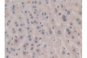 DAB staining on IHC-P; Samples: Mouse Liver Tissue) (APOA5 antibody  (AA 21-210))