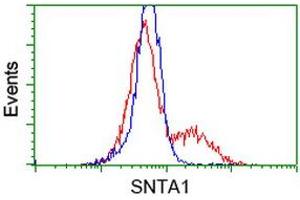 Image no. 1 for anti-Syntrophin, alpha 1 (Dystrophin-Associated Protein A1, 59kDa, Acidic Component) (SNTA1) antibody (ABIN1501028) (SNTA1 antibody)