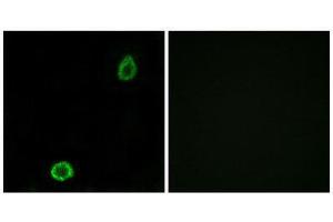 Immunofluorescence (IF) image for anti-ATP-Binding Cassette, Sub-Family A (ABC1), Member 13 (ABCA13) (Internal Region) antibody (ABIN1850836) (ABCA13 antibody  (Internal Region))