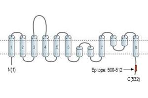 Representative domain view of the target of ABIN7885426.