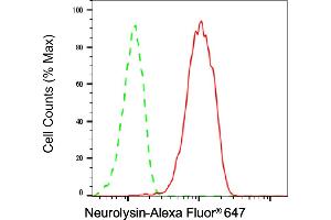 anti-Neurolysin (Metallopeptidase M3 Family) (NLN) antibody
