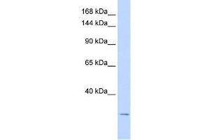 KCNK6 antibody used at 1 ug/ml to detect target protein. (KCNK6 antibody  (N-Term))