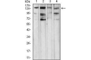 Western blot analysis using PLCG1 mouse mAb against NIH/3T3 (1), Jurkat (2), A431 (3), and Hela (4) cell lysate. (Phospholipase C gamma 1 antibody  (AA 1192-1291))