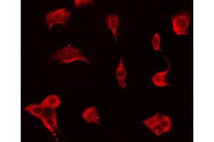 ABIN6272373 staining Hela by IF/ICC. (OR51F2 antibody  (C-Term))