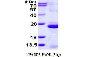 Uroplakin 3A (UPK3A) (AA 19-207) protein (His tag)