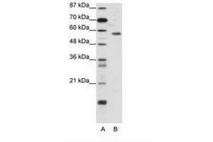 Image no. 1 for anti-YY1 Transcription Factor (YY1) (N-Term) antibody (ABIN6736135) (YY1 antibody  (N-Term))