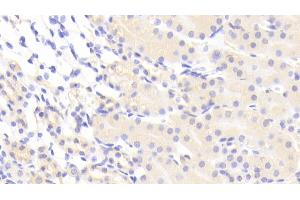 Detection of VCAN in Mouse Kidney Tissue using Polyclonal Antibody to Versican (VCAN) (Versican antibody  (AA 3058-3299))