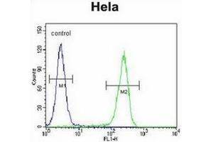 Flow cytometric analysis of Hela cells using CRFR2D Antibody (right histogram) compared to a negative control cell (left histogram). (CRHR2 antibody)