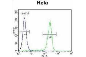 Flow cytometric analysis of Hela cells using CRFR2D Antibody (right histogram) compared to a negative control cell (left histogram). (CRHR2 antibody)