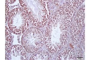 Paraformaldehyde-fixed, paraffin embedded Mouse testis, Antigen retrieval by boiling in sodium citrate buffer (pH6. (PROS1 antibody  (AA 245-295))