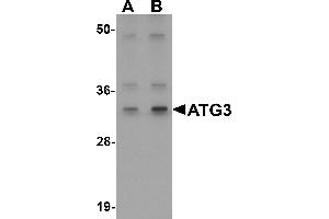 Western Blotting (WB) image for anti-ATG3 Autophagy Related 3 (ATG3) (Middle Region) antibody (ABIN1030870) (ATG3 antibody  (Middle Region))