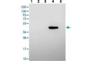 PRDM12 antibody