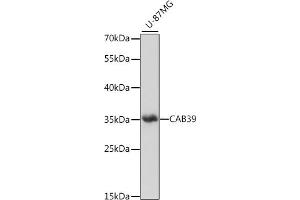 Western blot analysis of extracts of U-87MG cells, using C antibody (ABIN7266007) at 1:1000 dilution. (CAB39 antibody  (C-Term))