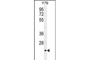 TCAL3 Antibody (N-term) (ABIN654479 and ABIN2844214) western blot analysis in Y79 cell line lysates (35 μg/lane). (TCEAL3 antibody  (N-Term))