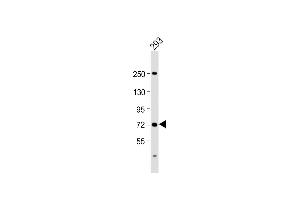 Anti-SLC6A19 Antibody (C-Term) at 1:2000 dilution + 293 whole cell lysate Lysates/proteins at 20 μg per lane. (SLC6A19 antibody  (AA 544-575))
