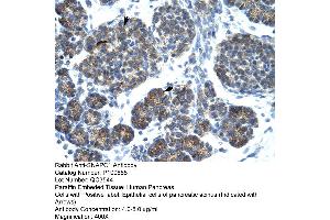 Human Pancrease (SNAPC1 antibody  (C-Term))