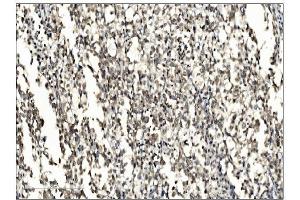 IHC analysis of SUMO2/3 using anti-SUMO2/3 antibody (ABIN7600856). (SUMO2/3 antibody  (AA 24-72))